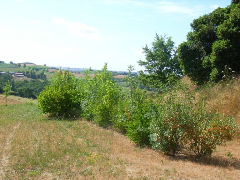 l fld91 aurin ete 2010 11 768x576