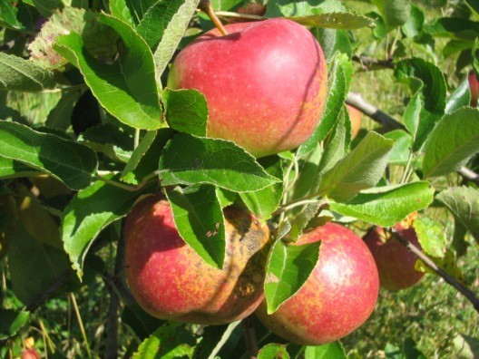 l fld91 domainevernou balzac ruset tavelure2