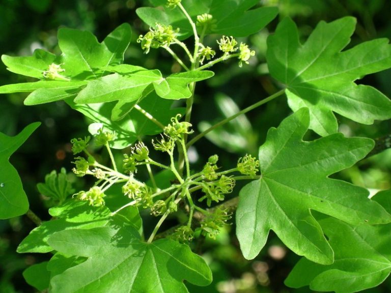 l fld91 erable champetre fleur 3 768x576