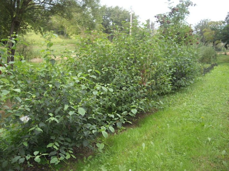 l fld91 haie champ 768x576