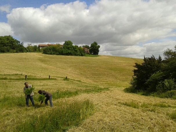 l fld91 lesglaneurs 1